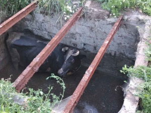 В селе под Мариуполем скотина упала в яму: подробности спецоперации