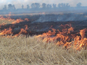 В Мариуполе убирают сухостой во избежание пожаров