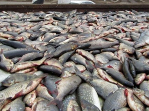 Конфискованную у браконьеров рыбу в Мариуполе легче уничтожить, чем отдать на благотворительность