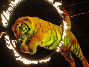 В цирках Украины исчезнут выступления с дикими животными?