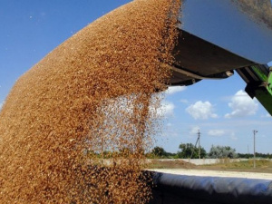 Фиктивное предприятие из Донецкой области незаконно экспортировало зерно в Швейцарию и Великобританию