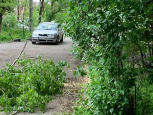 Отключение света и сломанные деревья: в Мариуполе бушует ветер