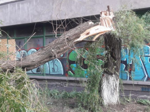 В Мариуполе шквальный ветер повалил старое дерево (ФОТОФАКТ)