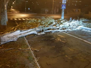 Штормовой ветер свалил большое дерево на дорогу в Мариуполе