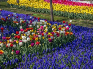 Карантинная «Веселка»: в мариупольском парке высаживают более 20 тысяч цветов (ВИДЕО)