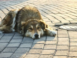 Бродячие собаки Мариуполя проходят трехуровневое тестирование на агрессию к человеку