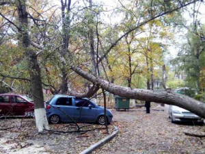 В Мариуполе пятнадцатиметровое дерево «накрыло» четыре автомобиля (ФОТО)