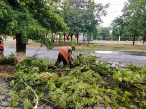 В Мариуполе ветер повредил шесть деревьев