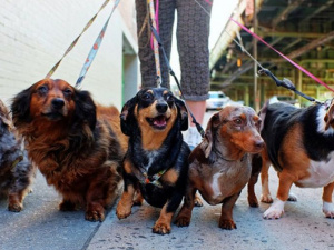 В Мариуполе в очередной раз обворовали эко-урны для собак? (ФОТО)
