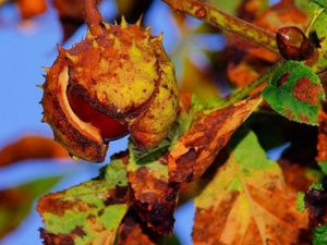 В Мариуполе активизировалась моль-мутант, пожирающая листья каштанов