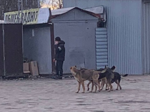 Батьки скоро виходитимуть на "полювання": на дітей в Маріуполі нападають безпритульні собаки