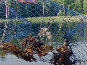 В Донецкой области запретят лов раков