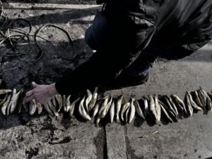 В Мариуполе браконьер наловил пиленгаса почти на 37 тысяч гривен (ФОТО)