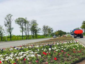 Мариупольцев и гостей города встретит яркий ковер из тысячи цветов