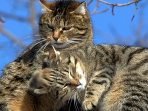 Мартовских котов в Мариуполе стерилизуют