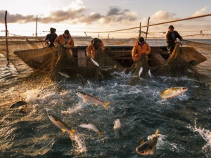 У мариупольских рыбаков появился шанс получить разрешение на лов рыбы в 2019 году