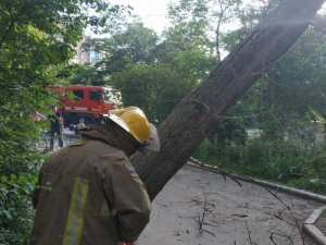 В Мариуполе аварийное дерево нависло над тротуаром: прибыли спасатели (ФОТО)
