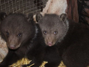 В мариупольском зоопарке впервые показали медвежат, родившихся зимой