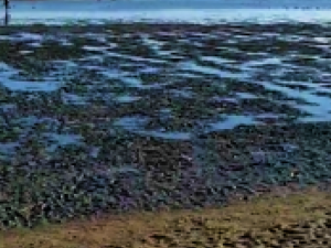В Мариуполе море обнажило дно и убило медуз