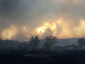 В Харьковской и Луганской областях горит более тысячи гектаров леса: есть жертвы