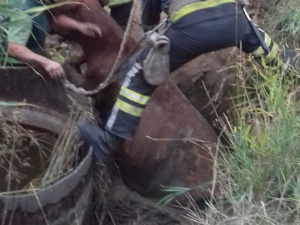 В празднующем Мариуполе спасали крупное животное, попавшее в западню (ФОТО)