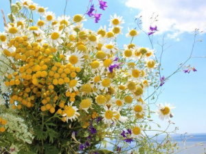 Волшебный венок на Ивана Купала в Мариуполе - где найти 12 полевых цветов? (ФОТО)