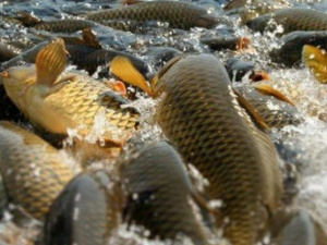 Водоемы Донетчины пополнились миллионами экземпляров ценных рыб