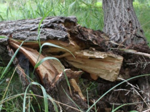 Аварийная ситуация: в Мариуполе дерево рухнуло на электропровода