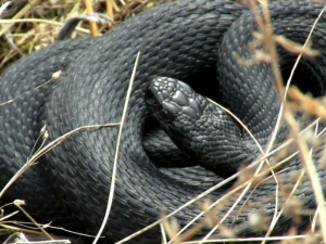 «Ползучий сезон» открыт: как мариупольцам защититься от змей