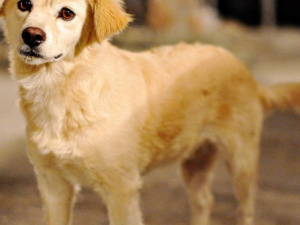 Ко Всемирному дню защиты бездомных животных в Мариуполе пройдет выставка беспородных собак