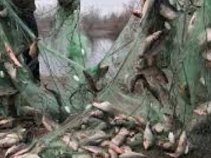 Браконьеры выловили из Азовского моря около 6 тонн рыбы на сумму свыше 1 млн грн