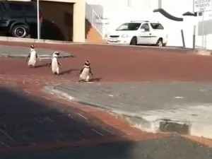 Мир на карантине: по безлюдным улицам гуляют пингвины и кенгуру (ФОТО+ВИДЕО)