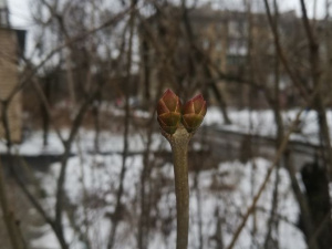 В Мариуполе сирень почувствовала приближение весны