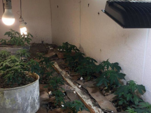 Мариуполец на протяжении двух лет выращивал в подвале гаража коноплю (ФОТО)