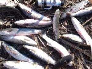 Мариупольские браконьеры «пауком» и «драком» наловили рыбы на 43 тыс. гривен (ФОТО)