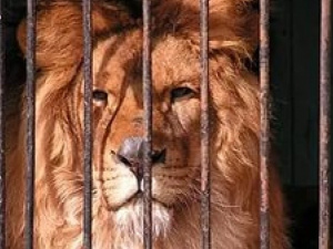 Мариупольский зоопарк подвергся кибератаке (ФОТО)