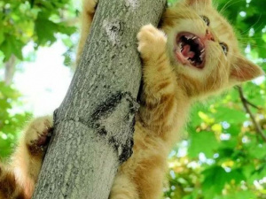 Четырехлапые в беде: мариупольские спасатели помогли котенку, застрявшему на елке