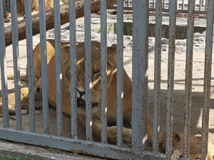 В мариупольском зоопарке родились львята: малышей чудом удалось спасти