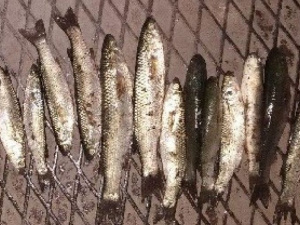 За выходные мариупольские браконьеры наловили рыбы почти на 58 тысяч гривен (ФОТО)