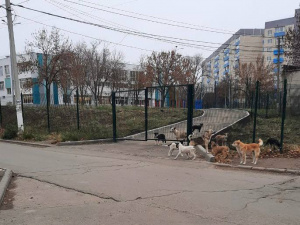 Вулиці Маріуполя стають небезпечними: місто заполонили зграї агресивних собак