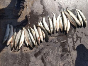 В Мариуполе браконьеров поймали на ловле рыбы в водах Кальчика (ФОТО)