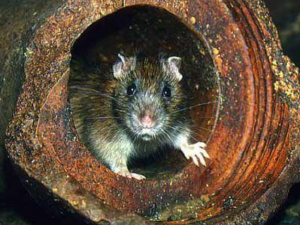В Мариуполе крысы перегрызли тепломер в многоэтажке