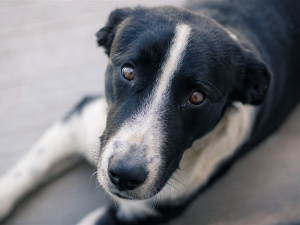 У Маріуполі почали масово труїти собак та кішок – ветклініки заповнені тваринами