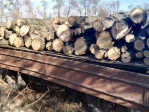 На Донбассе на линии фронта поймали «черных» лесорубов