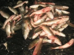 На Донетчине задержаны браконьеры с уловом рыбы на 44 тыс. грн (ФОТО)