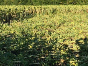 На Луганщине изъяли урожай конопли на полтора миллионов гривен
