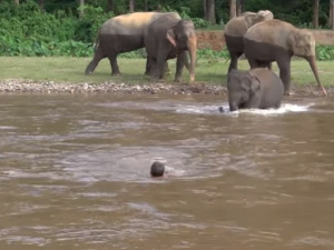 Наши друзья: слон спас в реке человека (ВИДЕО)