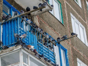 Нежеланное соседство: мариупольскую многоэтажку оккупировали голуби (ВИДЕО)