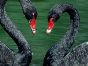 Из мариупольского зоопарка пропала семья черных лебедей (ВИДЕО + ДОПОЛНЕНО)