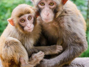 В Мариуполе на выставке обезьян посетители напали на охранников